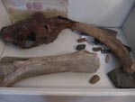 Кости шерстистого носорога